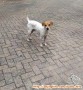 Need A Forever Home