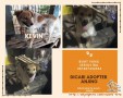 Kevin jantan 3 tahun dicari adopter