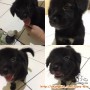 Open Adopt Anjing Akita Mix Kampung