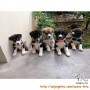Open Adopt Puppies