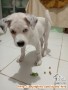 Puppy 2 bulan Open Adopt