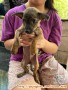 Little Puppy need a home