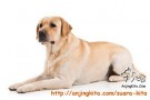 Anjing besar labrador putih / kekuningan