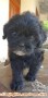 Adopsi anjing toy poodle mix shih tzu