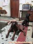 DIcari adopter anjing domisili solo/jakarta pitbull dobermen
