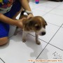 Dihibahkan anakan campuran beagle+pom