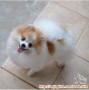Di hibahkam gratis pomeranian betina
