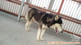 Dicari adopter 2 Husky sepasang