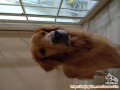 Dicari Adopter Golden Retriever