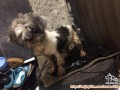 Ditemukan Anjing Shih Tzu Jantan