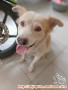 ANJING HILANG DI DAERAH SUNTER HIJAU