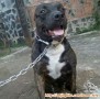 Dicari Adopter American Pitbull