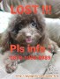 Anjing hilang