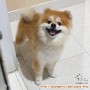 Hibah Anjing Pomeranian Jantan