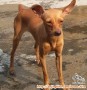 Anjing hilang ras Mini Pincher di Kalimalang - Bekasi