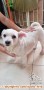 Adopsi anjing Maltese-Poodle gratis