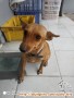 Need Adopter Anjing Mix Breed Kecil