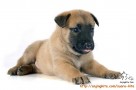 Adopsi Anak Anjing Belgian Malinois Mix