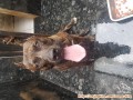 Dicari adopter pitbull