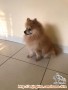 Anjing Jantan Pomeranian Hilang 12 Oktober 2019
