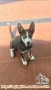 Open adopt puppy kinta mix husky male