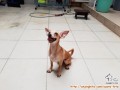 DIHIBAHKAN 3 EKOR ANJING (FEMALE) MIX MINI POM DAN PINCHER (PINERANIAN)
