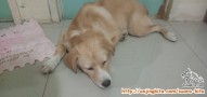 anjing hilang