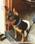 Need adopter mini pinscher