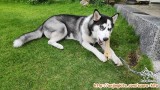 Cari Adopter Husky umur 7 bulan