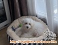 Dicari cepat adopter untuk puppy maltese