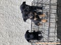 Open Adopsi puppy campuran Mini Pinscher