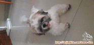 Need adopter shihtzu laki 1 thn 7bln