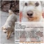 Anjing hilang di citraland sby