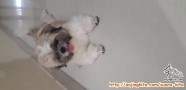 Need adopter shihtzu boy age 1 year 7 month