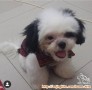 Anjing Hilang -Swadaya Jelambar- Shih Tzu jantan