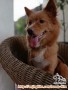 Need adopt kintamani