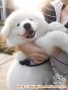 CARI ADOPTER PUPPY