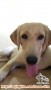 Open Adoption: 9 months old Yellow Lab