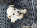 Open Adopt puppy mix maltese