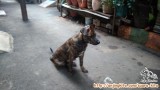 Free Adopt