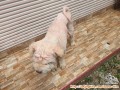Free adopt