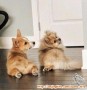 Lowongan Kerja KENNEL GIRL (Berpengalaman)