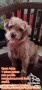 adopsi dogie mix poodle coklat