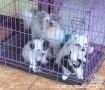 Anjing Saya 4 Ekor Jenis Maltese Hilang Di Curi Mohon Bantuan