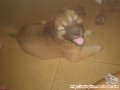 Dicari adapter anjing lokal gemuk, lincah, sehat