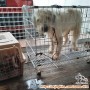 ANJING HILANG BANJIR 2020