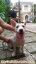 Open adopsi