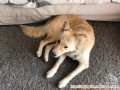 Open adopt golden/husky BDG sekitarnya