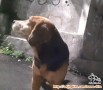 Beagle betina butuh keluarga baru yang perhatian