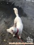 Anjing Kintamani